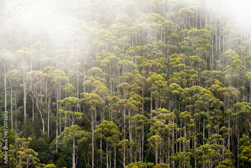 Dense Eucalyptus Rainforest in mist, Tasmania, Australia