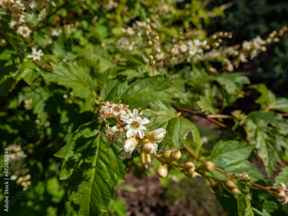 Close-up of the Genus neillia (Neillia uekii) flowering with small, white flowers in a park