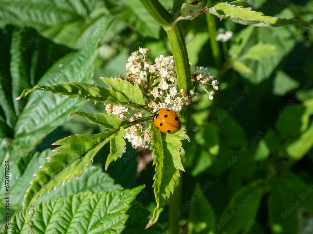 Seven-spot ladybird (Coccinella septempunctata) on a green leaf. Elytra are red, punctuated with three black spots each, with one over the junction of the two Seven-spot ladybird (Coccinella septempunctata) on a green leaf. Elytra are red, punctuated with three black spots each, with one over the junction of the two