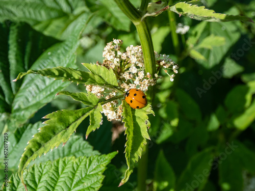 Seven-spot ladybird (Coccinella septempunctata) on a green leaf. Elytra are red, punctuated with three black spots each, with one over the junction of the two