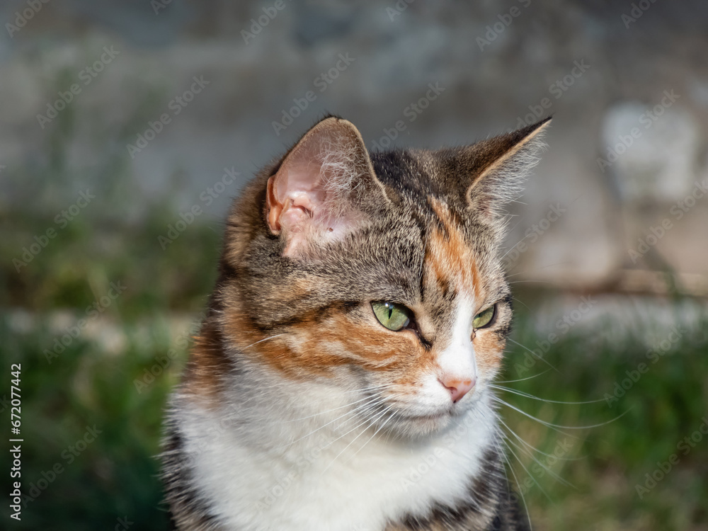 Close-up of a Calico cat with with tabby markings - tri-color cat with orange, grey and white stripes and blotches with beautiful green eyes outdoors