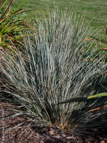Blue Oat Grass (Helictotrichon sempervirens) 'Pendula' - evergreen grass with flat, linear leaves of blue/green colour