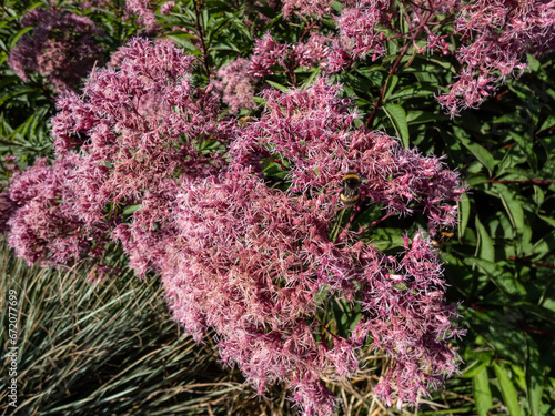 Close-up shot of Purple Joe-Pye weed or Sweetscented joe pye weed (Eupatorium purpureum) flowering with purplish flowers in large loose compound corymbiform arrays photo