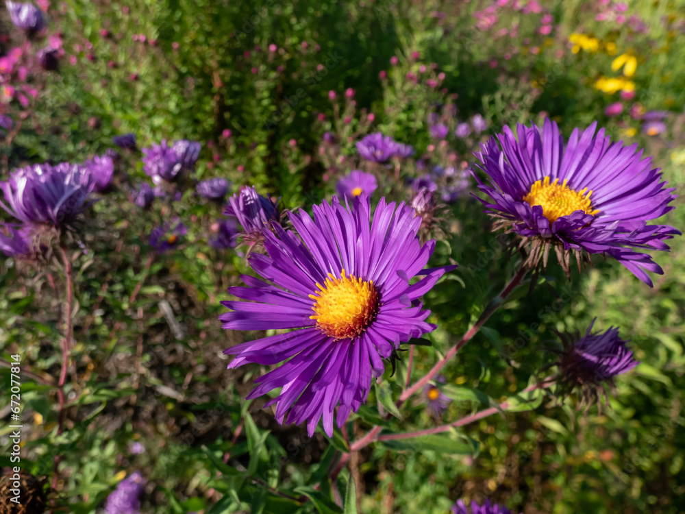 Obraz premium Close-up of New England Aster variety (Aster novae-angliae) 'W. Bowmann' flowering with purple flowers with a yellow disk on tall stems in late summer