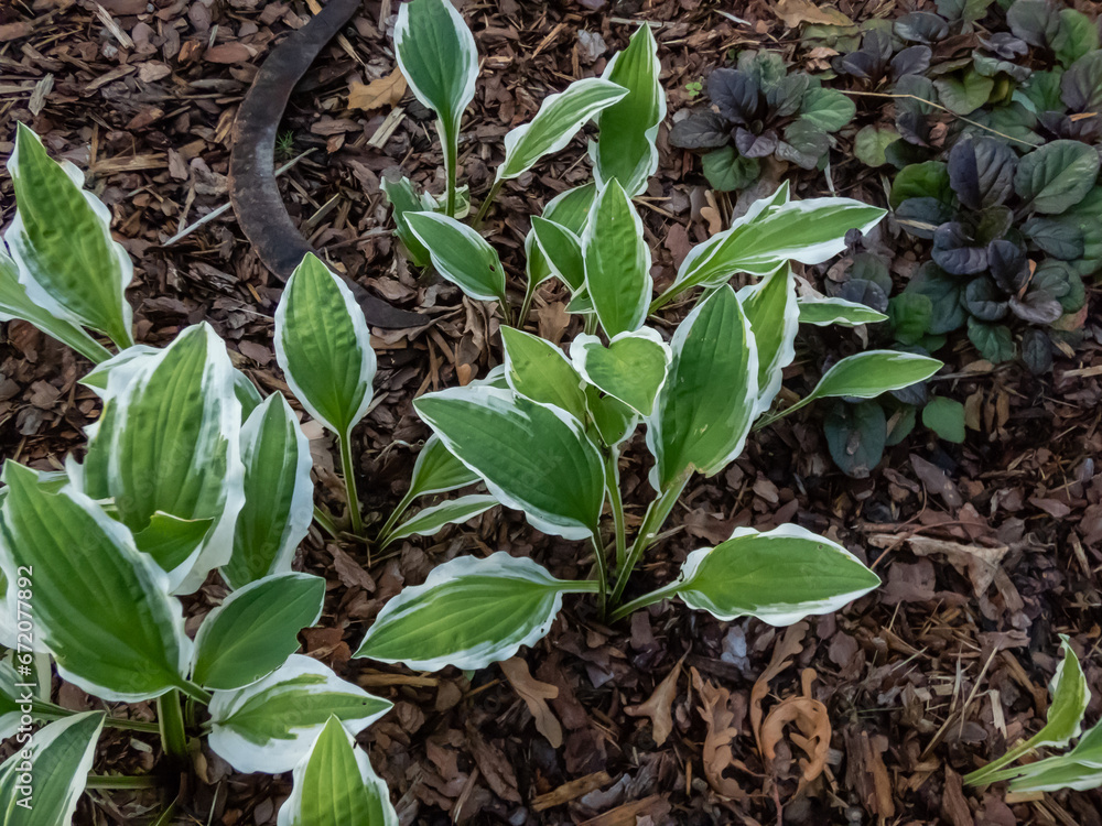 Close-up of the Plantain lily (hosta) 'Resonance' with lance shaped, mid green leaves with an irregular yellow edge growing in a park Close-up of the Plantain lily (hosta) 'Resonance' with lance shaped, mid green leaves with an irregular yellow edge growing in a park