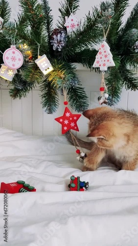 vertical video, cute domestic kitten play Christmas decorations background of a Christmas tree. in 16:9 format. FullHD 