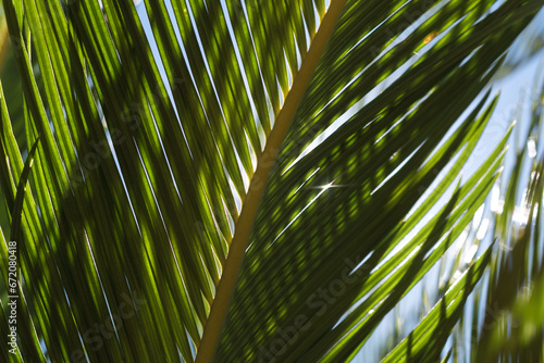 Fototapeta Naklejka Na Ścianę i Meble -  Palm trees with their leafs and branches swinging under the warm light of the sun