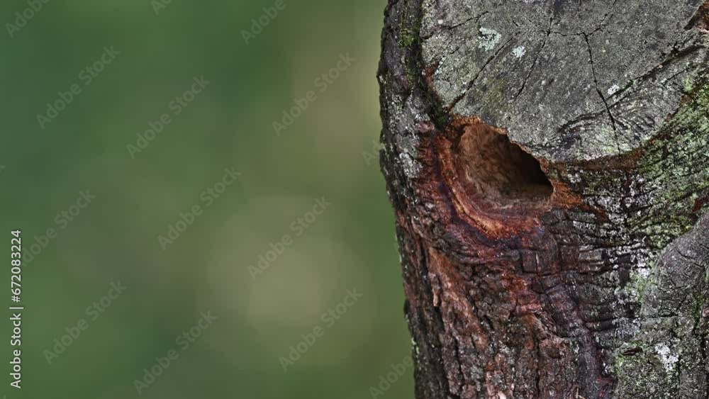 Taiwan barbet cleaning nest