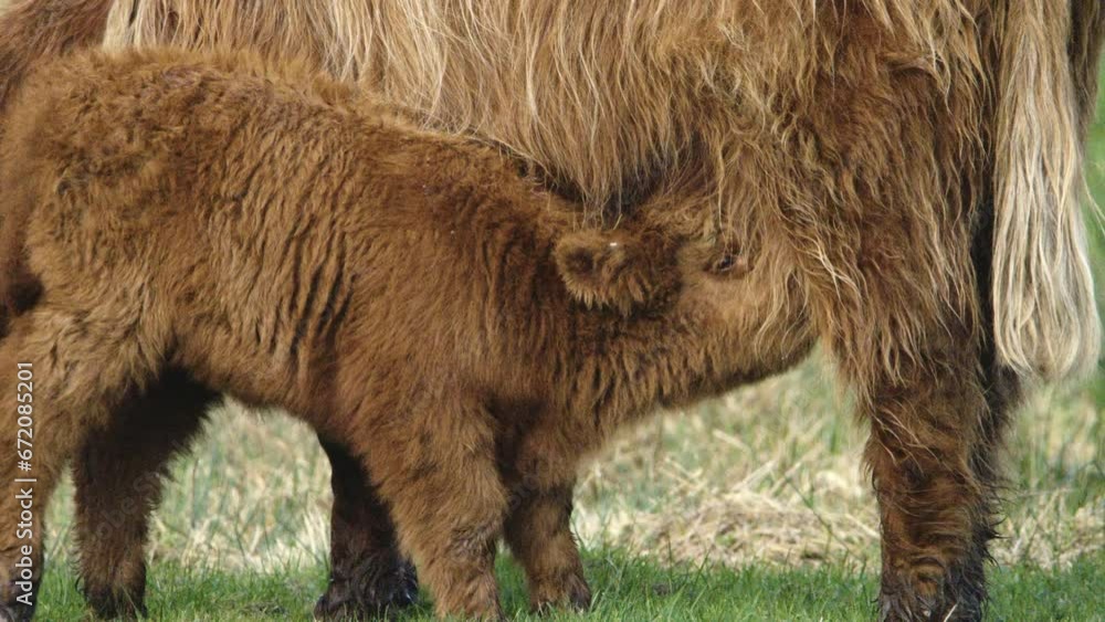 Highland cow calf feeding, Scotland Highland cow calf feeding, Scotland