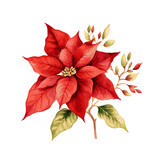 Poinsettia christmas decor watercolor painting on white background