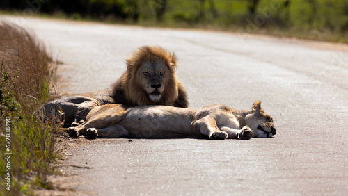 a mating pair of lions resting on the road