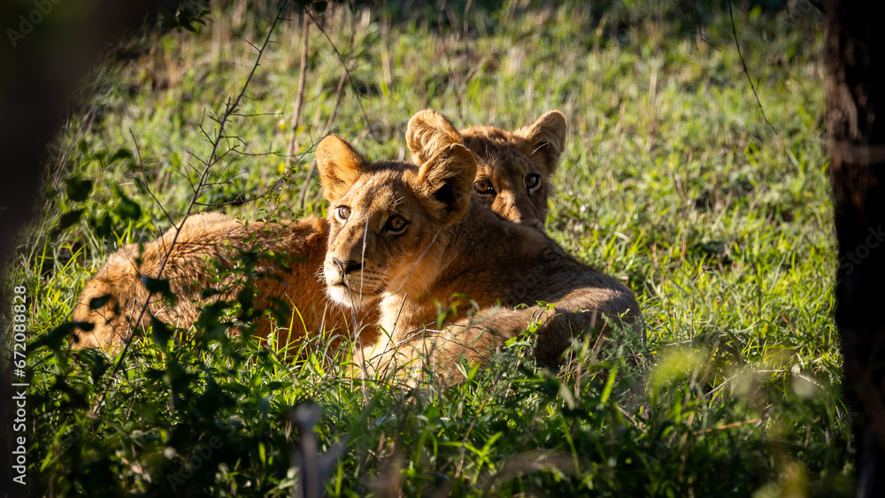 Fototapeta premium small lion cubs early morning