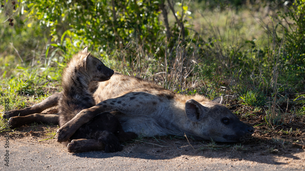 spotted hyena cub drinking mother milk