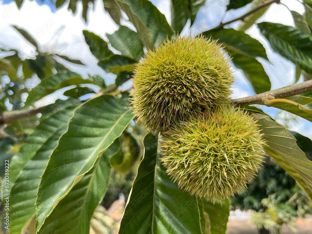 spiked ripening edible green fruits on a sweet chestnut tree, castanea sativa spiked ripening edible green fruits on a sweet chestnut tree, castanea sativa