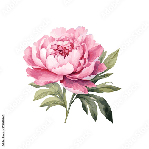 Pink peony flowers with leaves watercolor paint on white