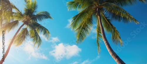 Coconut palm trees from Hawaii set against a backdrop of a sunlit sky in shades of blue