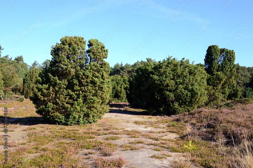Bloom Juniper in the Heath Krelinger Heide, Walsrode, Lower Saxony Bloom Juniper in the Heath Krelinger Heide, Walsrode, Lower Saxony