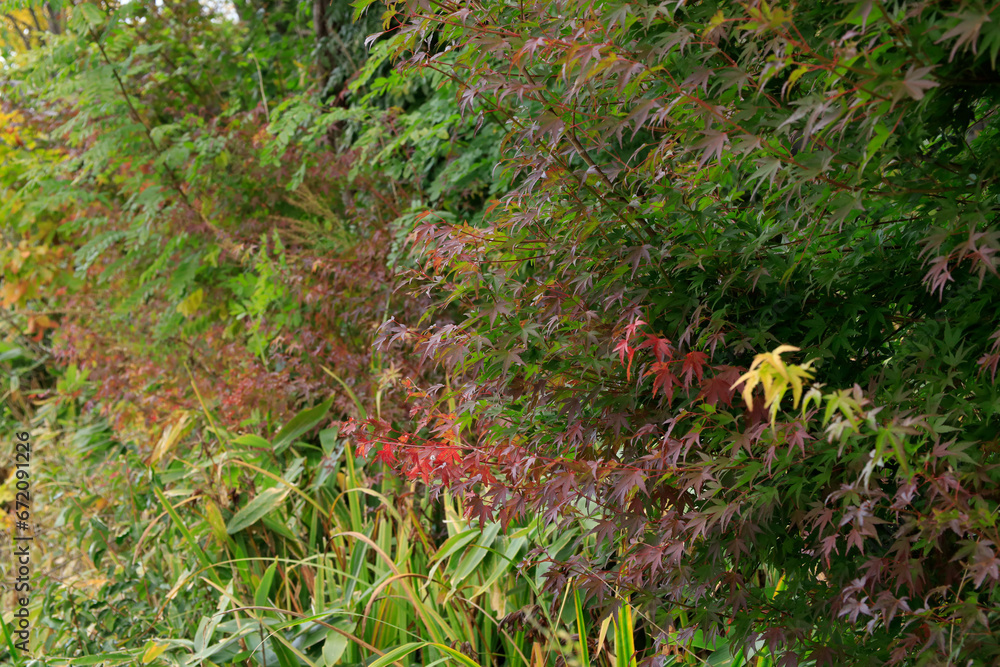 Fototapeta premium colourful autumn leaves