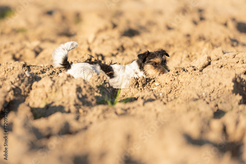 Dog digs a hole - Jack Russell Terrier. Hound is 4 years old