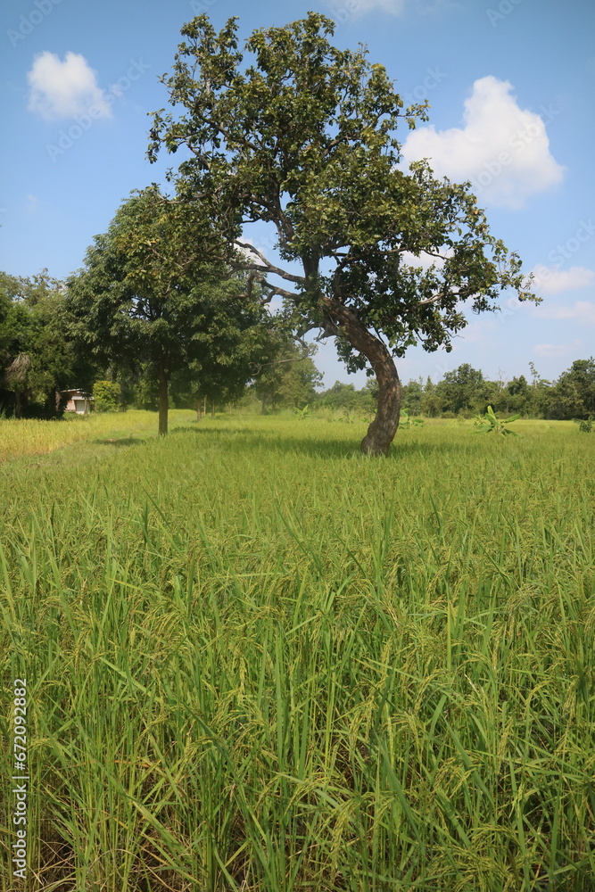 green field and tree