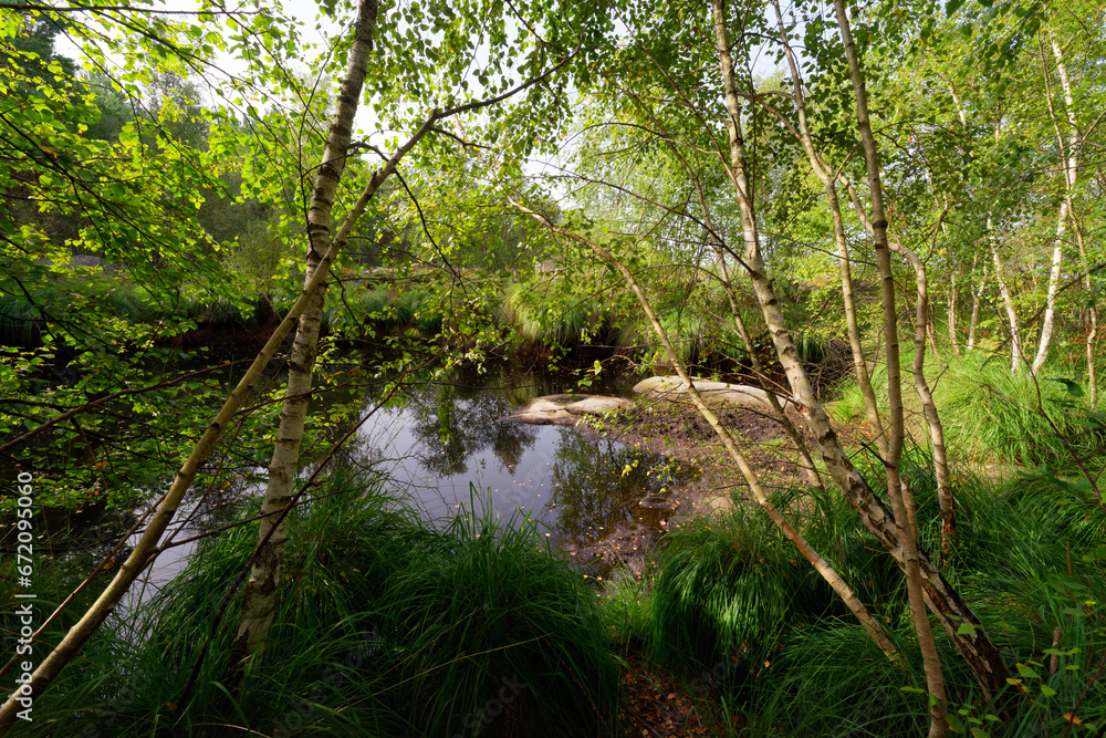 Obraz premium The rush pond in Coquibus land. Fontainebleau forest