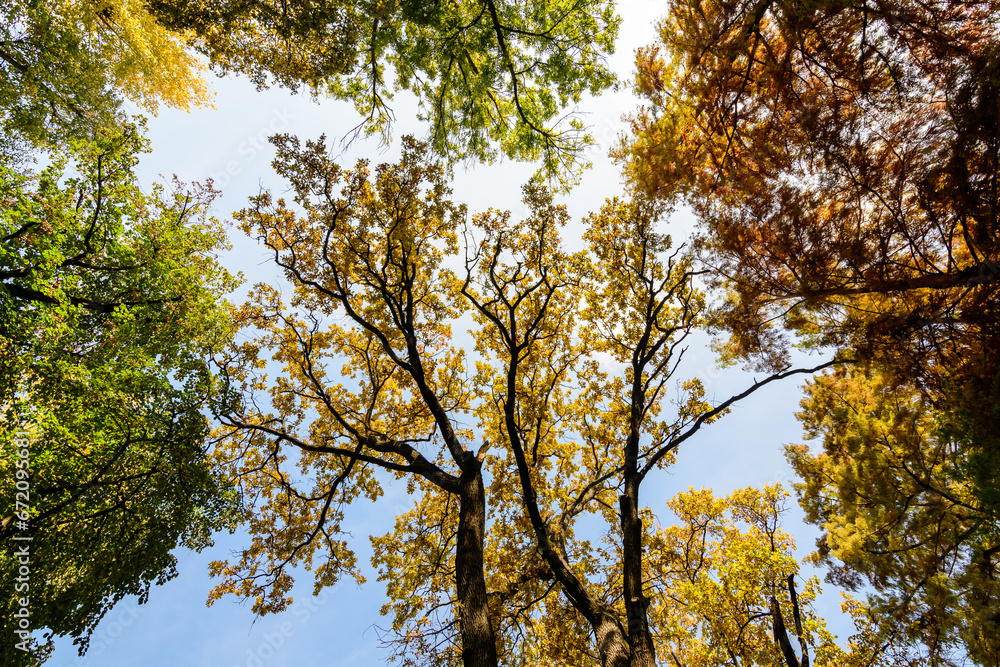 Vivid orange, yellow and brown leaves on large branches of oak trees towards clear blue sky in a garden during a sunny autumn day, beautiful outdoor background photographed with soft focus. Vivid orange, yellow and brown leaves on large branches of oak trees towards clear blue sky in a garden during a sunny autumn day, beautiful outdoor background photographed with soft focus.