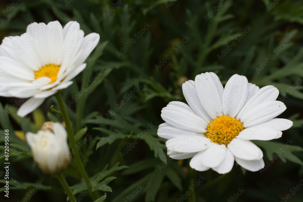 white daisy flower