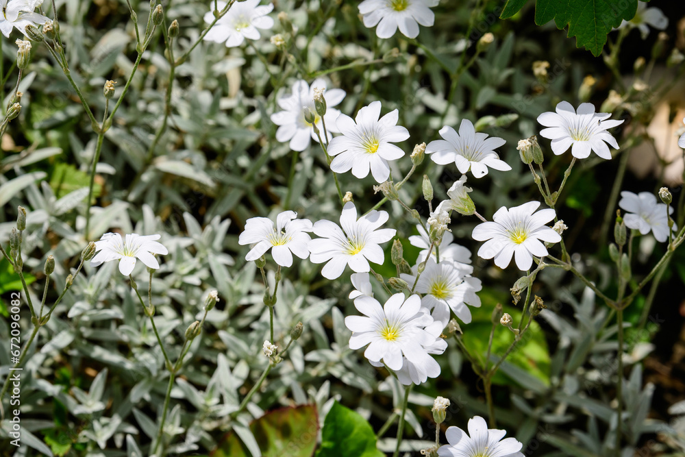 Many delicate white flowers of evergreen perennial Cerastium tomentosum plant in a sunny spring garden, beautiful outdoor floral background photographed with soft focus.
