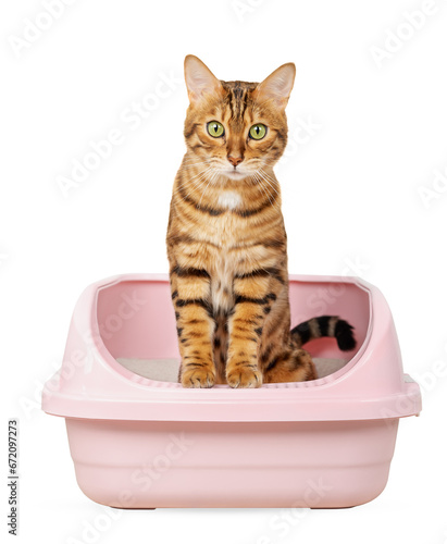 Bengal cat sits in a litter tray on a transparent background. photo