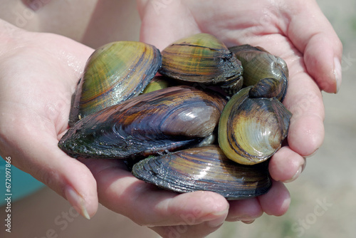 freshwater pearl mussels. river shells in hands. close up. selective focus photo