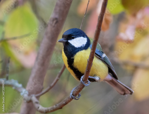 Great tit, Parus major. An autumn morning, a bird sitting on a branch