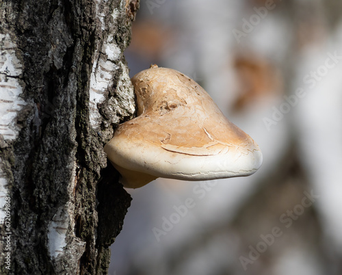 Birch polypore, Piptoporus betulinus, Fomitopsis betulina. A mushroom grows from the trunk of a tree
