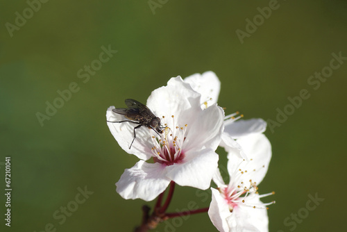 Closeup of the fly Helina evecta, family House flies, Muscidae. On a flower of Prunus Cerasifera Pissardii tree. Dutch garden, Spring, Netherlands, March.	 photo