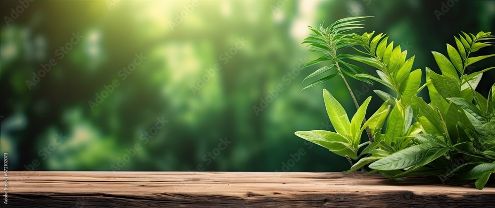 Empty table with nature tapestry. Exploring beauty of green foliage sunlit leaves and organic textures in summer environment Empty table with nature tapestry. Exploring beauty of green foliage sunlit leaves and organic textures in summer environment