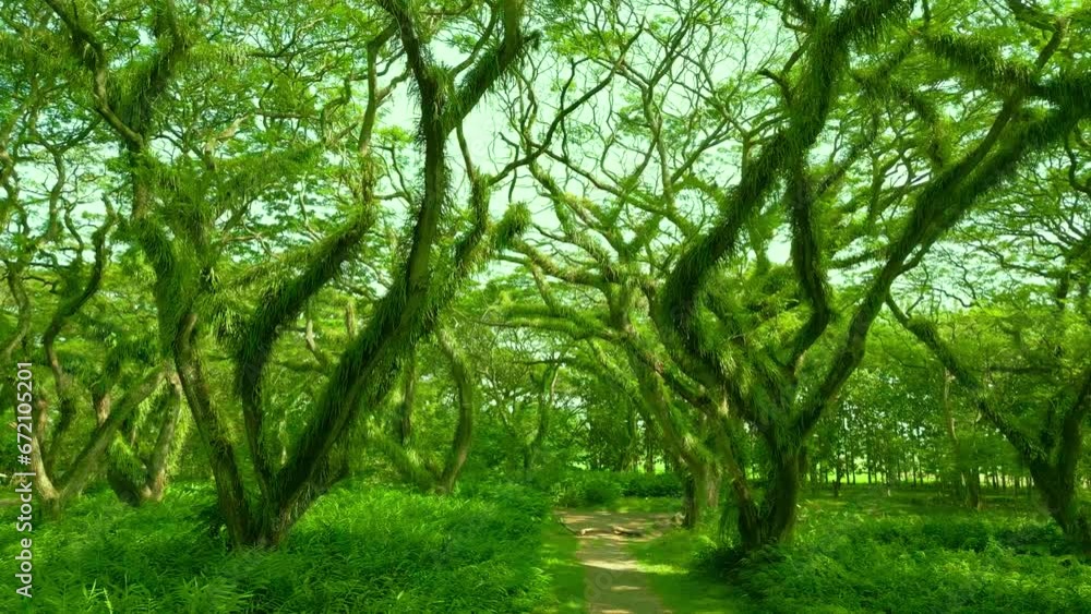 De Djawatan is a unique forest with huge towering Trembesi Monkey Pod trees at Banyuwangi, East Java, Indonesia. Aerial Drone view 4K. De Djawatan is a unique forest with huge towering Trembesi Monkey Pod trees at Banyuwangi, East Java, Indonesia. Aerial Drone view 4K.