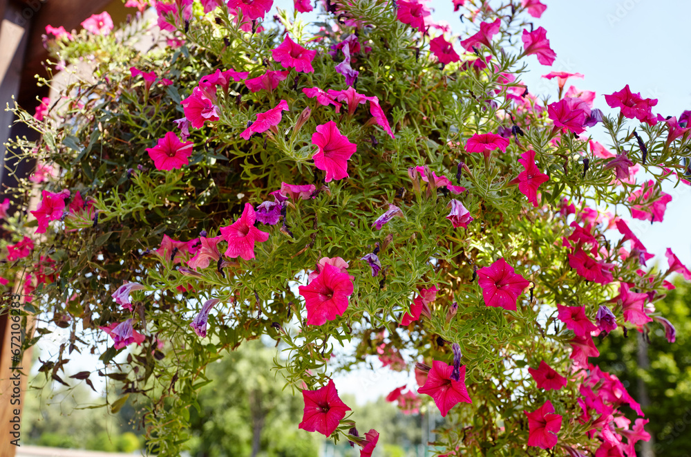 Petunia, purple Petunias in the pot. Lush blooming colorful common garden petunias in city park. Family name Solanaceae, Scientific name Petunia Petunia, purple Petunias in the pot. Lush blooming colorful common garden petunias in city park. Family name Solanaceae, Scientific name Petunia