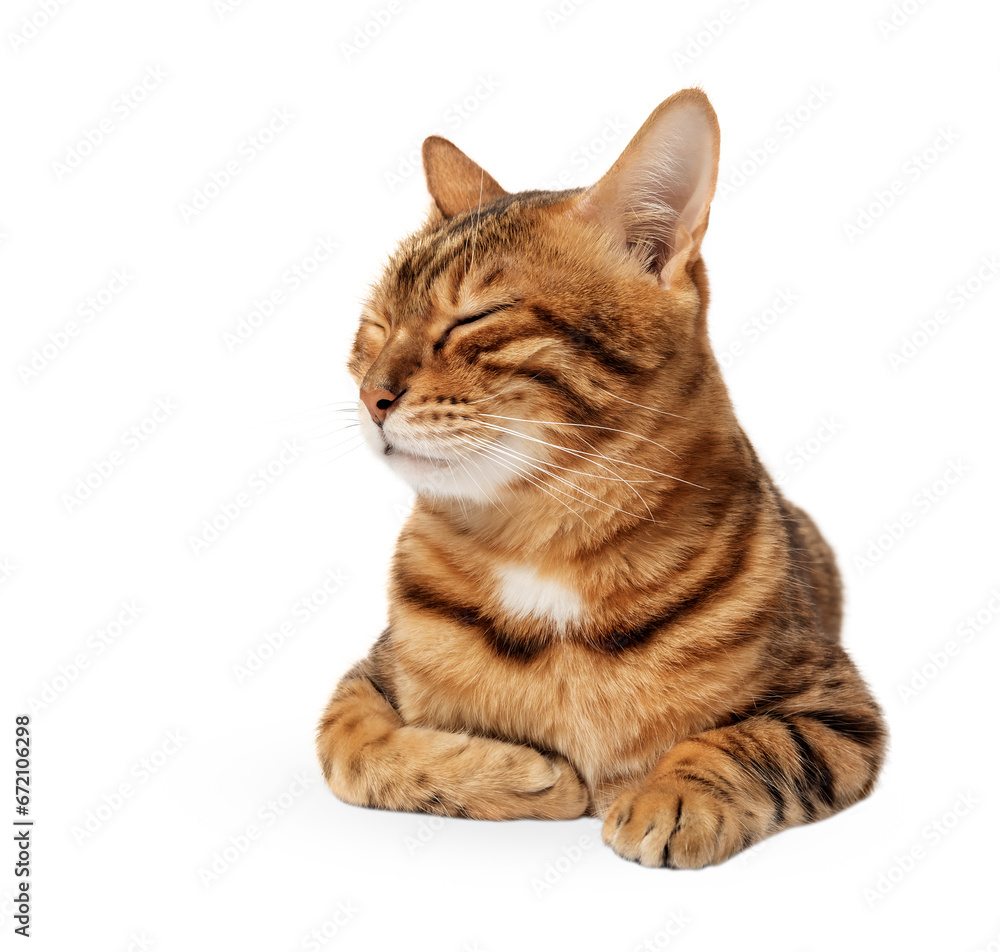 Cute Bengal cat on a transparent background with closed eyes. Cute Bengal cat on a transparent background with closed eyes.