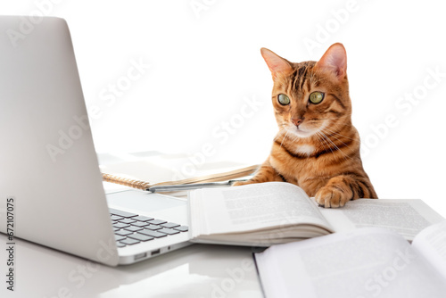 The cat sits at the table and looks at the laptop.
