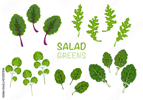 Vector illustration set of green salad icons watercress, baby kale, spinach, arugula, and chard. Cartoon vector set of illustrations of lettuce leaves, white background.
