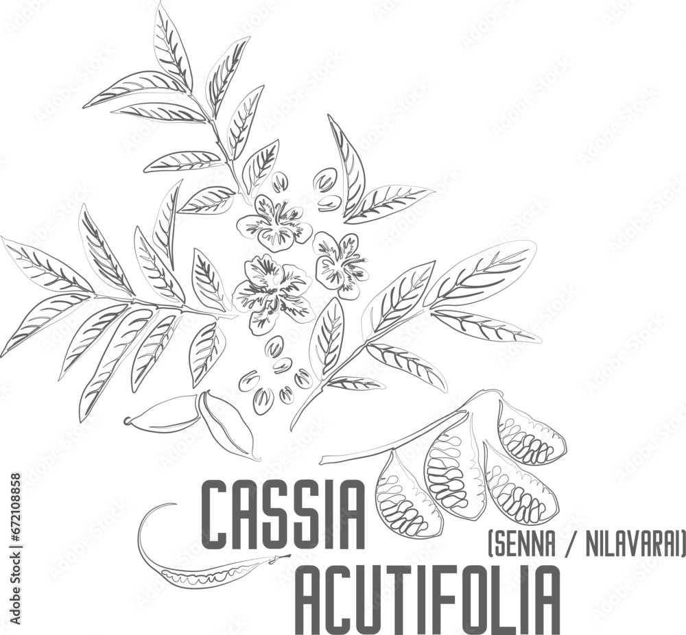 Fototapeta premium Senna, Sennas, Nilavarai vector contour. Cassia acutifolia plant outline. Set of Cassia acutifolia leafs flowers pods fruits in Line for pharmaceuticals. Contour drawing of medicinal herbs