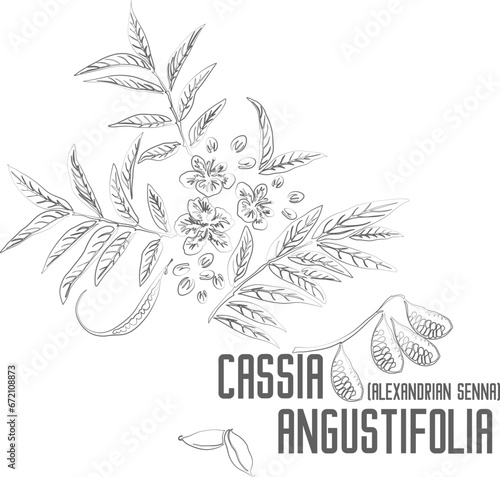 Alexandrian senna vector contour. Cassia angustifolia plant outline. Set of Cassia angustifolia fruits  leafs flowers pods in Line for pharmaceuticals. Contour drawing of medicinal herbs