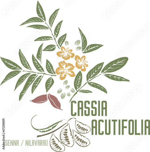 Senna, Sennas, Nilavarai in color vector silhouette. Medicinal Cassia acutifolia plant. Set of Cassia acutifolia flowers leafs pods in color image for pharmaceuticals. Medicinal herbs color drawing