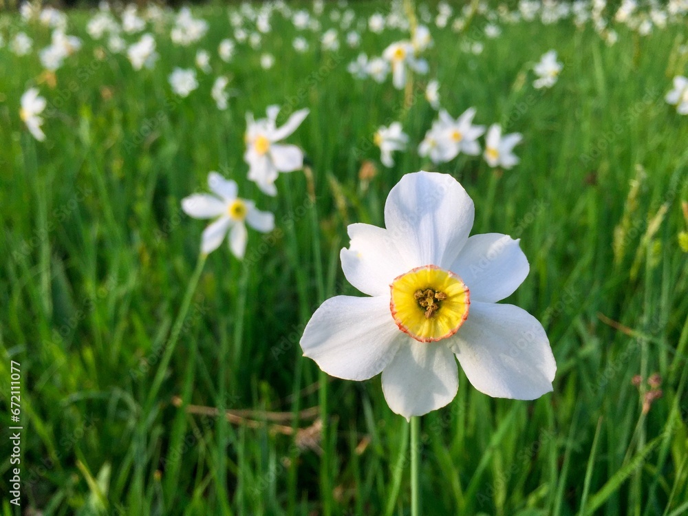 daffodils blooming in spring on a field daffodils blooming in spring on a field