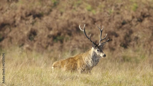Red deer stag walking and bellowing during the rut in Scotland