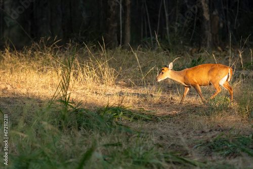 side profile of barking deer muntjac or Indian muntjac or red muntjac or Muntiacus muntjak an antler in winter season evening light on face and body in forest safari at bandhavgarh national park india