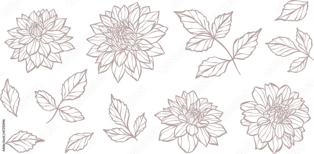 Hand drawn botanical vector dahlia illustration set with leaves and flowers, blooming flower head line art design.