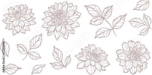 Hand drawn botanical vector dahlia illustration set with leaves and flowers, blooming flower head line art design.