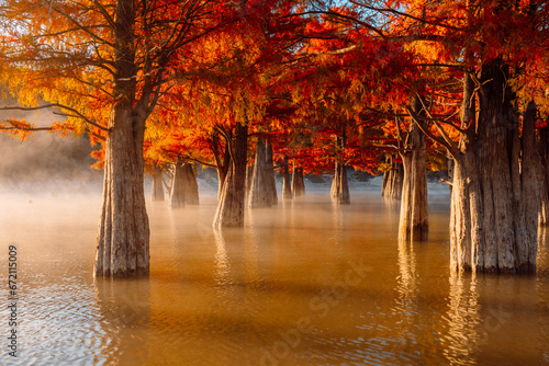 Taxodium with red needles. Autumnal swamp cypresses and lake with reflection. photo