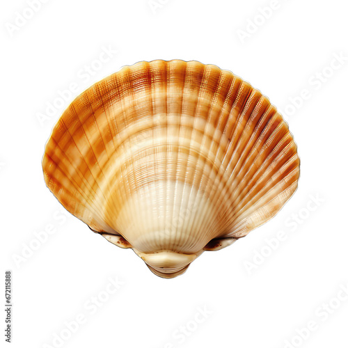 sea clam shell isolated on white background