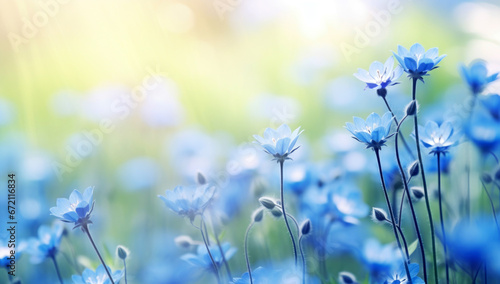 Beautiful wild flowers chamomile © Denis